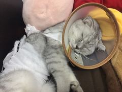 -芭比堂动物医院·24小时·眼科中心(深圳中心)