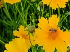 -西京湾花海