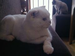 android_upload_pic-喵园·猫主题咖啡厅·撸猫·猫咖(国贸店)