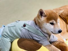 -逗柴咖啡屋·狗咖猫咖宠物桌游