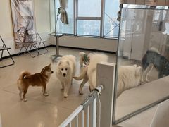 -共舞时光猫咖·狗咖(新街口店)