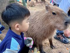 -灵玲国际马戏城