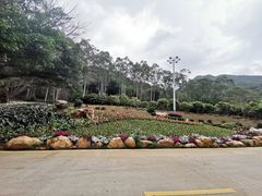 -雁南飞茶田景区