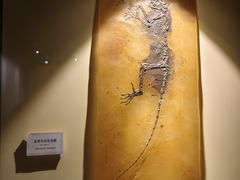 -辽宁古生物博物馆
