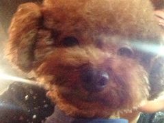 -萌萌喵宠物(百水芊城阅水坊店)