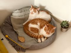 -pd派德宠物中心医院24H急重症·眼科中心·血液透析中心(嵩山北路店)