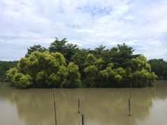 -大湾区中央湿地公园