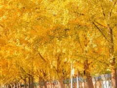-三里屯东五街银杏大道