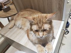 -藏猫猫咖啡主题馆(中央大道店)