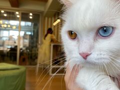 -MOYOYO猫咪咖啡店