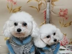 -关爱动物医院·心脏·中兽医·异宠(金牛路分院)