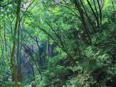 -大岭沟猕猴桃谷风景区