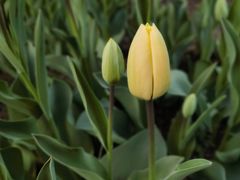 -石家庄市植物园