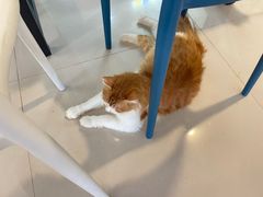 -平行世界·猫咖(首经贸店)