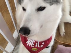 桃心-Husky Go! 哈士奇体验馆·宠物咖啡厅狗咖