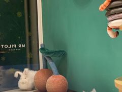 -飞行喵MR PILOT|猫舍·猫咖(静安大融城店)