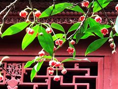 -东山雕花楼