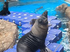 -海合安成都极地海洋公园