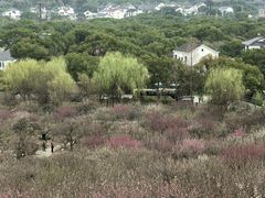 -香雪海
