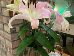 -花溪雨·森林餐厅(石基店)