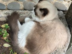 -喵屿·大理花园猫咖