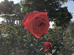 -东莞植物园