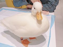 -RU DUCK柯尔鸭公社·撸鸭俱乐部·羊驼·小香猪