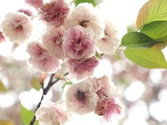 -天适樱花悠乐园