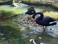 -南宫五洲植物乐园