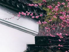 -八大山人梅湖景区