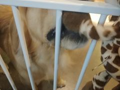 -百好乐宠物友好餐厅(朝外大街店)