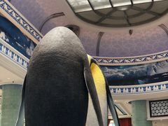 -帝企鹅自助餐厅•儿童岛•真企鹅(长隆企鹅酒店)