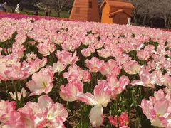 -苏州上方山国家森林公园
