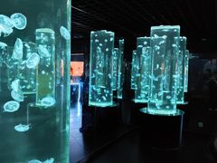 -西安曲江海洋极地公园