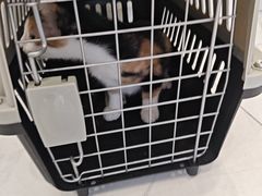 -艾吉宠物医院·疑难杂症转诊中心·猫友好(碧江路院)