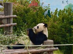 -西霞口神雕山野生动物世界