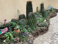 -正佳雨林生态植物园
