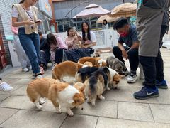 -柯斗斗主题餐厅·狗咖·围炉煮茶·茶饮(国瑞升平里店)