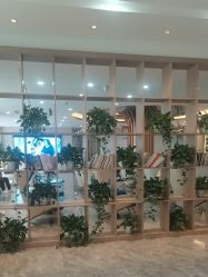 -碧莲盛·不剃发植发
