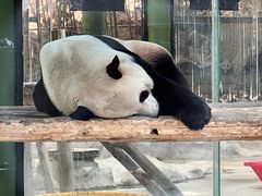 -栾川竹海野生动物园