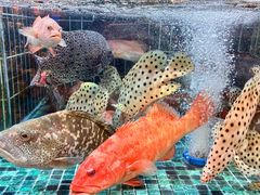 -楼上大排档·顺德菜·粥水·鱼生(苗栗路店)