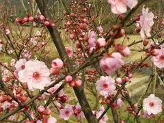-石塘人家