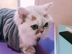-十年猫舍·猫咪专门店(普陀店)