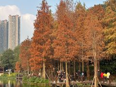 -重庆彩云湖湿地公园
