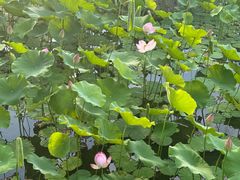 -莲花池公园