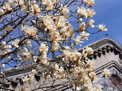 -大觉寺-停车场