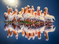 -罗红摄影艺术馆