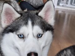 -Husky Go! 哈士奇体验馆·宠物咖啡厅狗咖