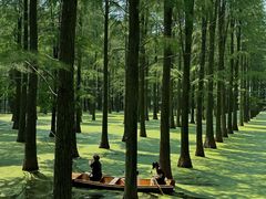 -渌洋湖湿地公园