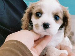 -萌宠之家·腊肠犬·马尔泰·小体犬舍
